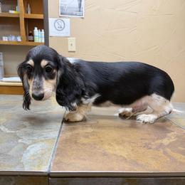 Travis Tritt - Piebald male Dachshund puppy in Irving, Texas from DFW Dachshunds by G & S