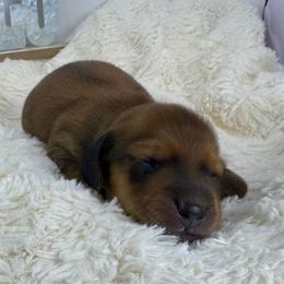 Rojo - Wild boar male Dachshund puppy in Rio Linda, California from Destiny's Mini Doxies