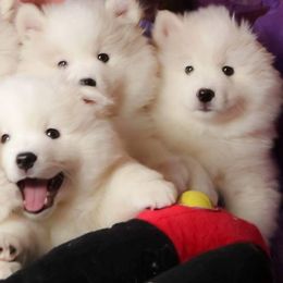 American Eskimo Dogs from Anana American Eskimos