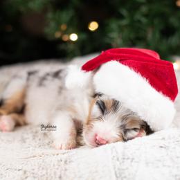 Flora - Blue merle female Australian Shepherd puppy in Woodford, Virginia from Skyborne Australian Shepherds