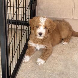Mickey - Apricot male Goldendoodle puppy in Casselberry, Florida from My Little Doodle