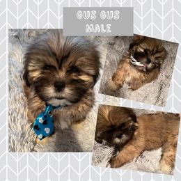 Lhasa Apso Puppies from Lhasa Apso OKC