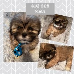 Lhasa Apso Puppies from Lhasa Apso OKC
