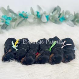 Cavalier King Charles Spaniel, Cavapoo, and Poodle Puppies from Red Skye Puppies