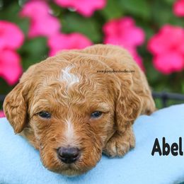 Abel - Apricot male Labradoodle puppy in Saint Cloud, Minnesota from Grace Kennel