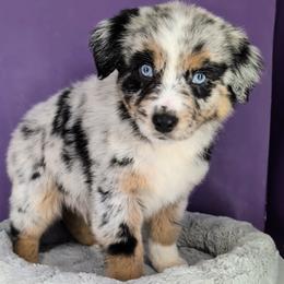 Remi3 Boy1- BMM,Long,AKC,OFAs,Genetics - Blue merle male Australian Shepherd puppy in South Hill, Virginia from Silverside Aussies LLC