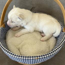 Grey - White female Siberian Husky puppy in Hiram, Ohio from Nyzen Farms