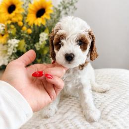 Noah - Blenheim male Cavapoo puppy in Ephrata, Washington from Mustard Seed Doodle Co.
