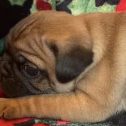 Boston Terriers and Pugs from Brenda's Puppies