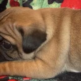 Boston Terriers and Pugs from Brenda's Puppies