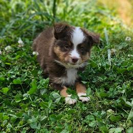 Ruby and Scarlett - Red tri female Toy Australian Shepherd puppy in Pickens, South Carolina from Reflections of Star Crest Kennel