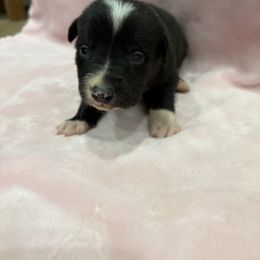 Border Collie Puppies from Vowell Farm Border Collies