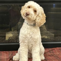 Pumpkin - Australian Labradoodle