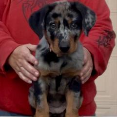 Corsair (Light pink collar) - Harlequin female Beauceron puppy in Waller, Texas from Côté Obscur
