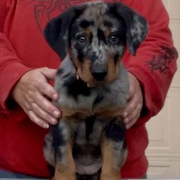 Corsair (Light pink collar) - Harlequin female Beauceron puppy in Waller, Texas from Côté Obscur