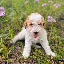 Valentino - Parti male Goldendoodle puppy in Pittsburg, Texas from Grace Springs Goldendoodles