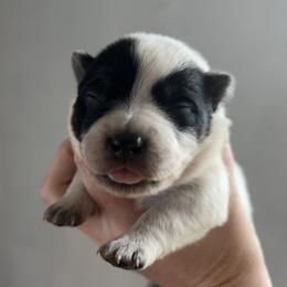 Girl 3 - Blue female Australian Cattle Dog puppy in Irvington, Kentucky from Dry Valley’s Australian Cattle Dogs