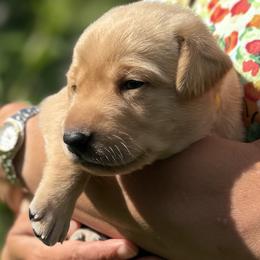Boy 5 - male Labrador Retriever puppy in Richmond, Maine from King K9 Academy