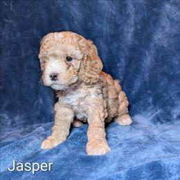 Jasper - Buff male Cockapoo puppy in Sunset, Louisiana from Cano Cockapoos