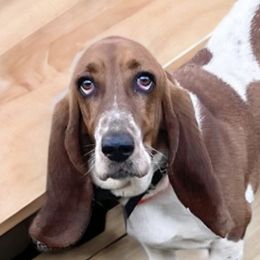 Basset Hounds from KP Kennels