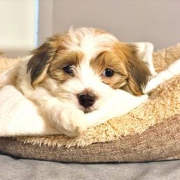 Boy 2 - Havanese puppy in Florida from Torres Havanese