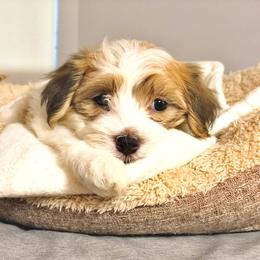 Boy 2 - Havanese puppy in Florida from Torres Havanese
