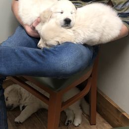 Golden Retriever Puppies from Reel Ridge Farm