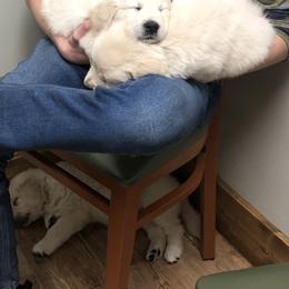 Golden Retriever Puppies from Reel Ridge Farm