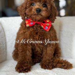 Big Red - Red male Maltipoo puppy in Hesperia, California from McCraws N Paws