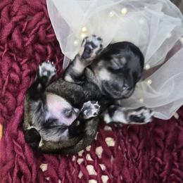 Salt and Pepper Male - Salt and pepper male Miniature Schnauzer puppy in Hertford, North Carolina from Little Bug Schnauzers