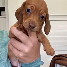 Sally - Red female Dachshund puppy in Southwest Ranches, Florida from Breezy Florida Dachshunds