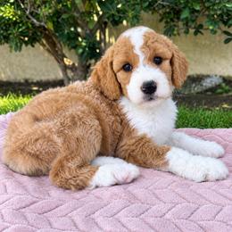 Cash - Brown and white male Sheepadoodle puppy in Los Angeles, California from Exquisite Doodles