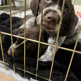 German Shorthaired Pointer Puppies from SmokePoint GSPs
