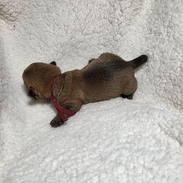 Miss Purple - Red female Cairn Terrier puppy in Savannah, Missouri from WoodSchott Cairn Terriers