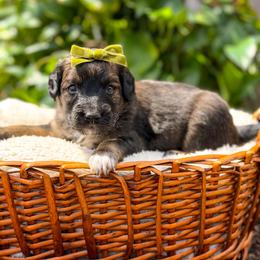 Lainey - female Australian Mountain Doodle puppy in Pittsburgh, Pennsylvania from WestPenn Doodles LLC