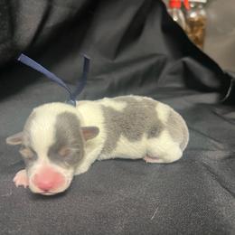Boy 1 - Blue male Pembroke Welsh Corgi puppy in Ocala, Florida from Dolan Farms Corgis