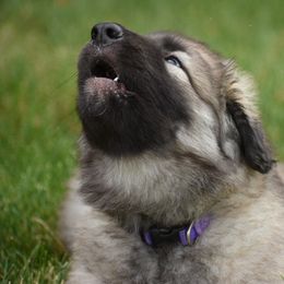 Shiloh Shepherd Puppies from Echo Shilohs