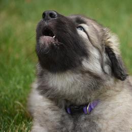 Shiloh Shepherd Puppies from Echo Shilohs
