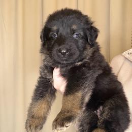 Blue - Black and red male German Shepherd puppy in Tennessee from Chattanooga Tn German Shepherds