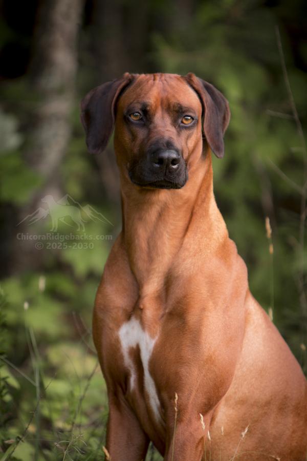 Chicora Rhodesian Ridgebacks in North Carolina | Rhodesian Ridgeback ...