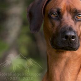 Rhodesian Ridgebacks from Chicora Rhodesian Ridgebacks