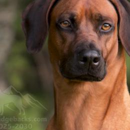 Rhodesian Ridgebacks from Chicora Rhodesian Ridgebacks