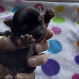 Captain (gray) - Black and tan male Yorkshire Terrier puppy in South Lake Tahoe, California from Sierra Nevada Yorkies