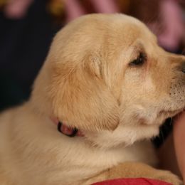 Labrador Retriever Puppies from Glory View Labradors