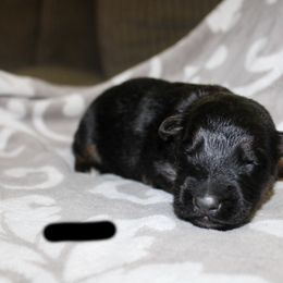 Black - Black and tan male German Shepherd puppy in New York from Spitze German Shepherds