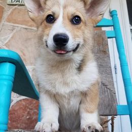 Aussiedoodles, Cavapoos, Cockapoos, and Pembroke Welsh Corgis from Cobbs Creek Canines