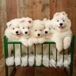 Samoyeds from Rowan Hill Samoyeds