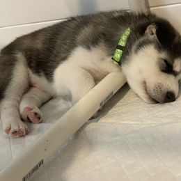 Siberian Husky Puppies from Husky Love and Pups