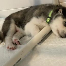 Siberian Husky Puppies from Husky Love and Pups