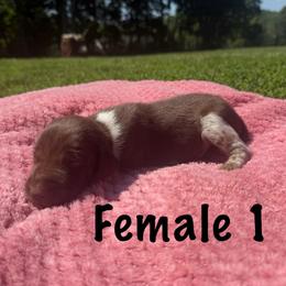 Dixie - Liver roan female German Shorthaired Pointer puppy in Axton, Virginia from Red Clay Kennels